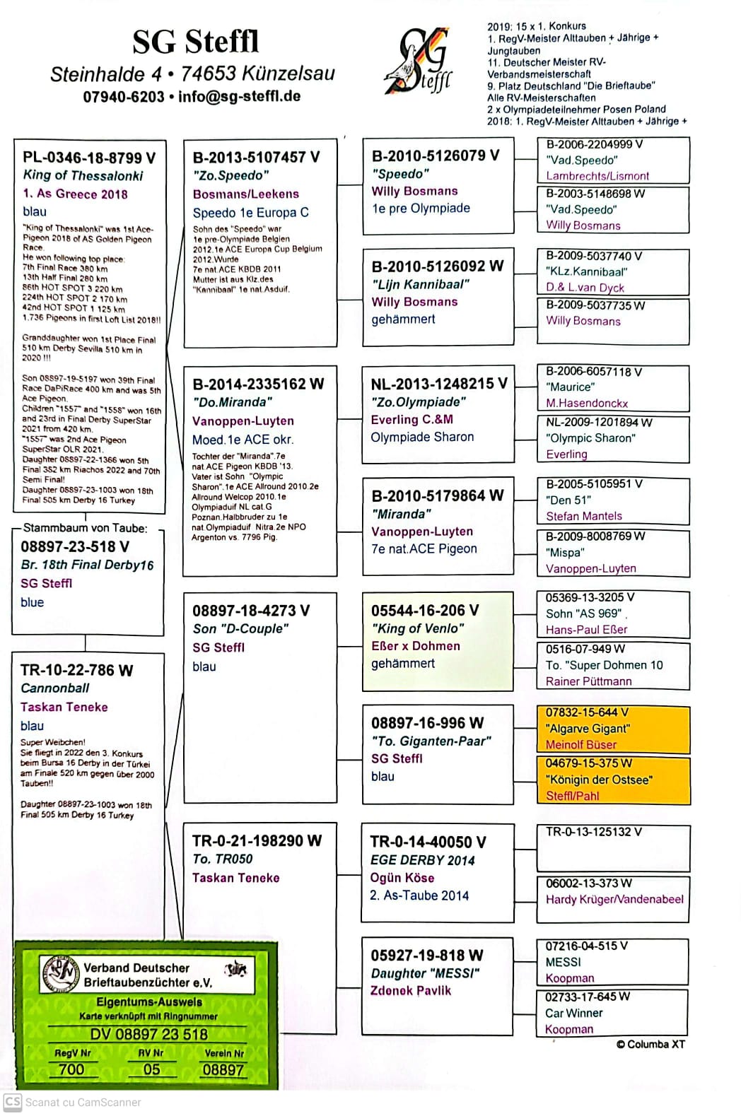 DV 8897-23-518 M orig. SG Steffl, fiu loc 1 AS 2018 la AS Golden Pigeon Race
