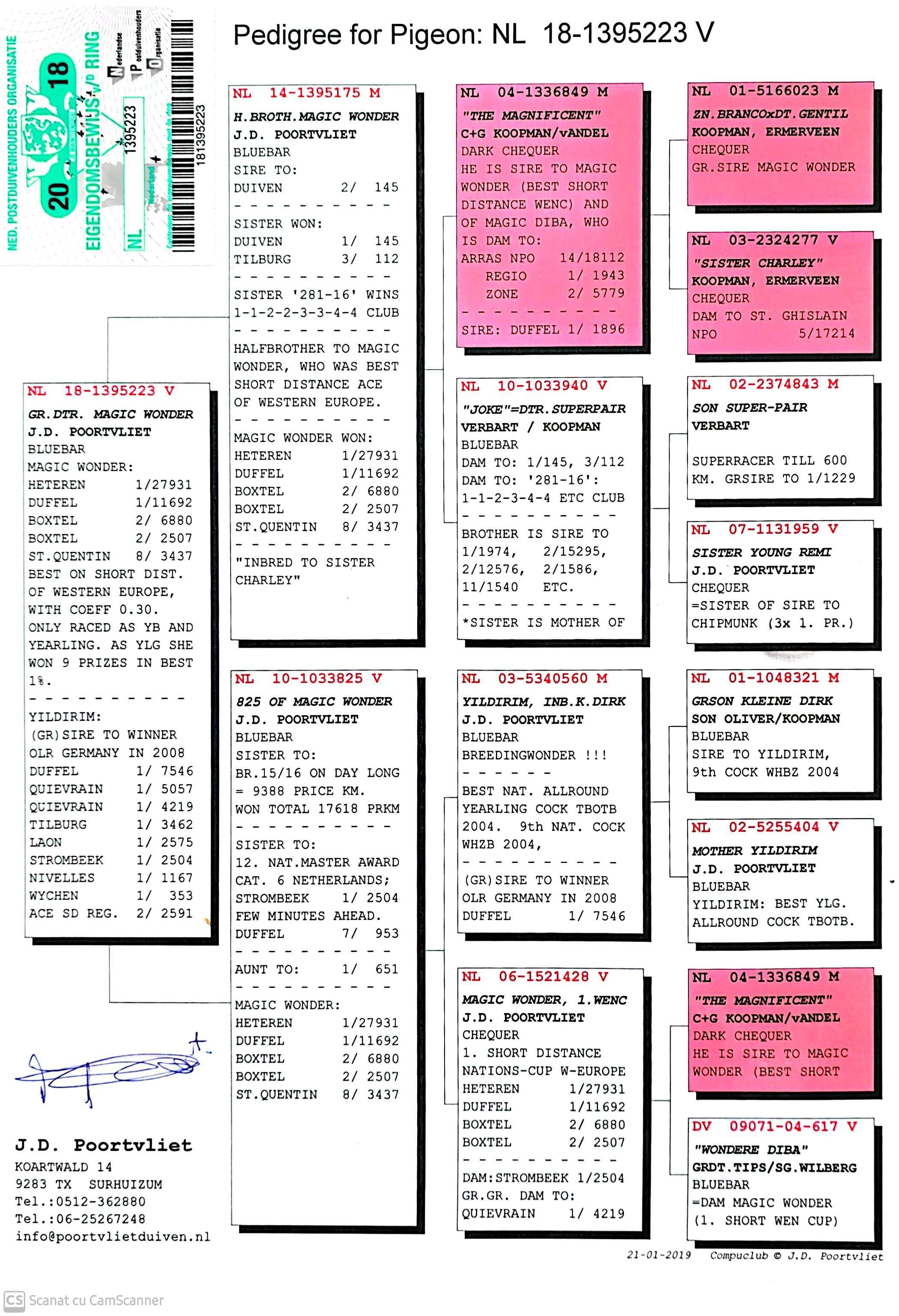 NL 1395223-18 F orig. J.D. Poortvliet, nepoata Magic Wonder, loc 1 Viteza Nations-Cup W-Europe
