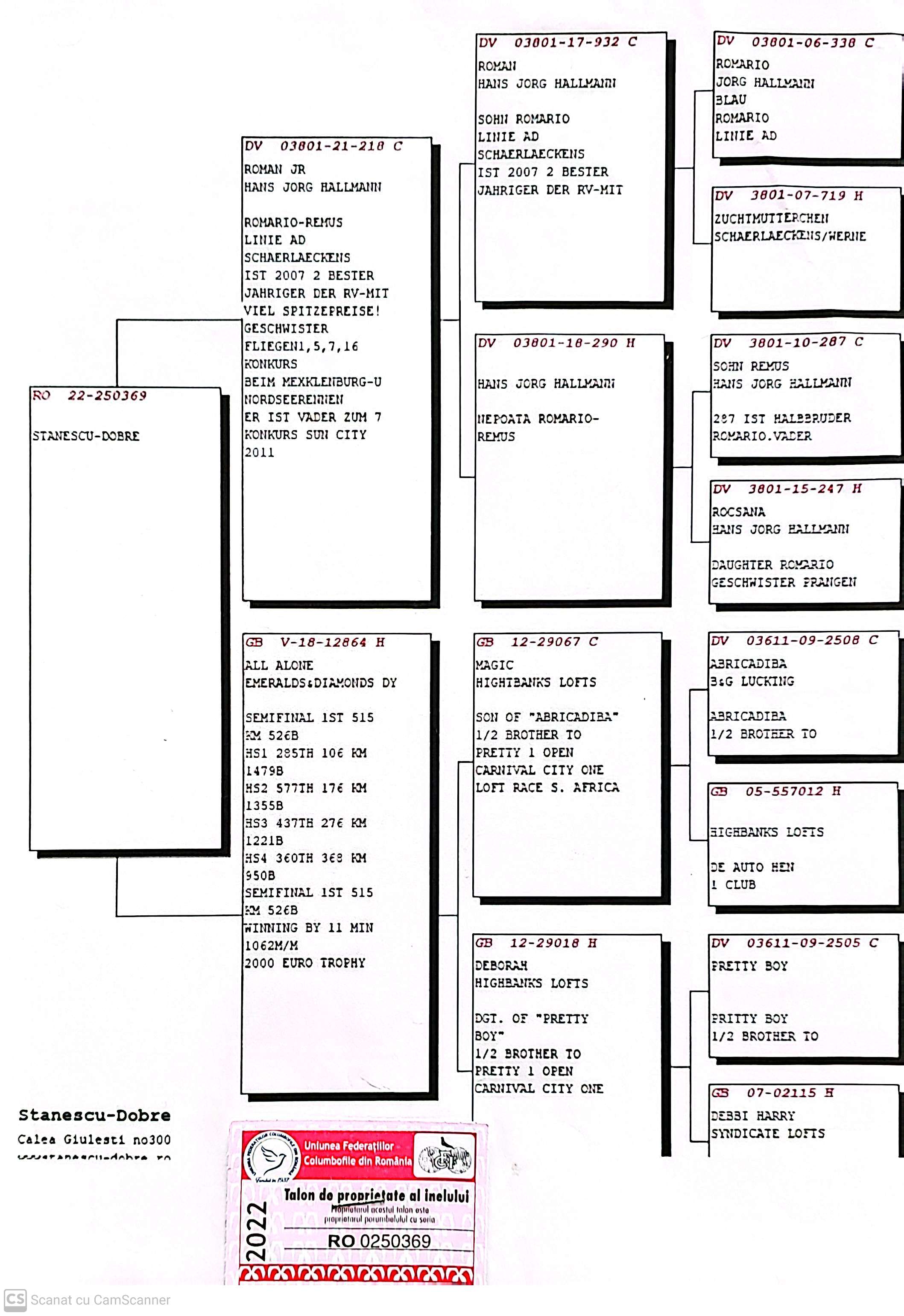 RO 250369-22 F orig. Stanescu & Dobre, consangvina Romario